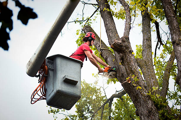 Best Hazardous Tree Removal  in Rosita, TX